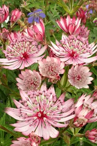 Astrantia Sparkling Stars Pink PBR