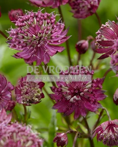 Astrantia Sparkling Stars Red