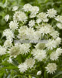 Astrantia Sparkling Stars White