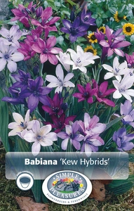 Babiana Kew Hybrids | Capper 5 x 16