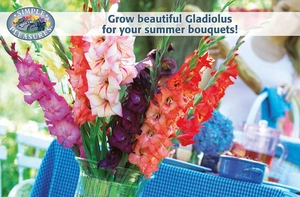 Beautiful Gladiolus