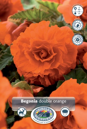 Begonia Double Orange | 100 pce