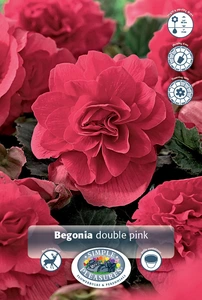 Begonia Double Pink | 100 pce