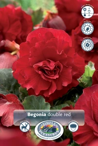 Begonia Double Red | 100 pce