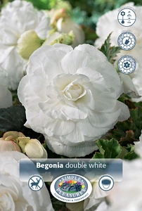 Begonia Double White | 100 pce