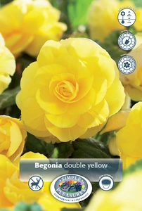 Begonia Double Yellow | 100 pce