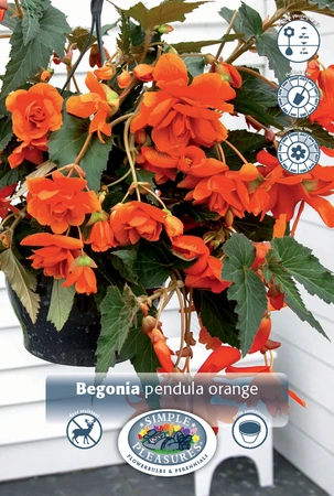 Begonia Pendula Orange | 100 pce