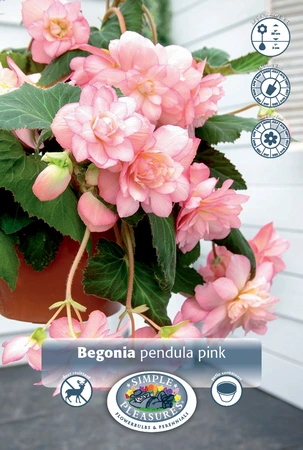 Begonia Pendula Pink | 100 pce