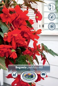 Begonia Pendula Red | 100 pce