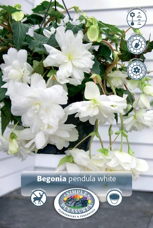 Begonia Pendula White | 100 pce