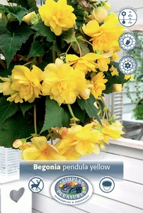 Begonia Pendula Yellow | 100 pce