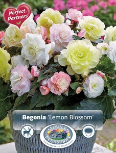 Begonias Begonia Lemon Blossom | Capper 5 x 16