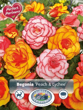 Begonias Begonia Peach & Lychee | Capper 5 x 16