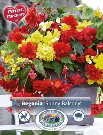 Begonias Begonia Sunny Balcony | Capper 5 x 16