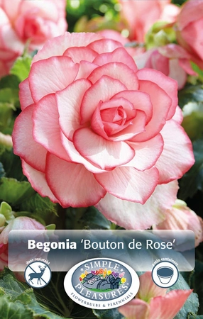 Begonias Bouton de Rose | Capper 5 x 16