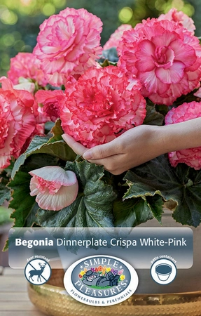 Begonias Dinnerplate White-Pink | Capper 5 x 16