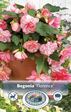 Begonias Florence | Capper 5 x 16