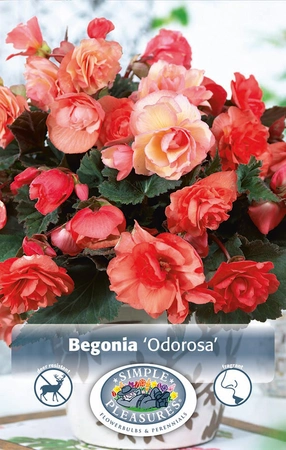 Begonias Fragrant Odorosa | Capper 5 x 16