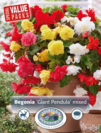 Begonias Giant Pendula Mix | Capper 5 x 16