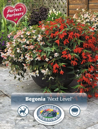 Begonias Next Level | Capper 5 x 16