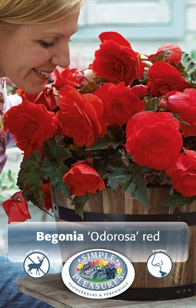 Begonias Odorosa Red | Capper 5 x 16