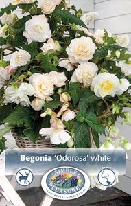 Begonias Odorosa White | Capper 5 x 16