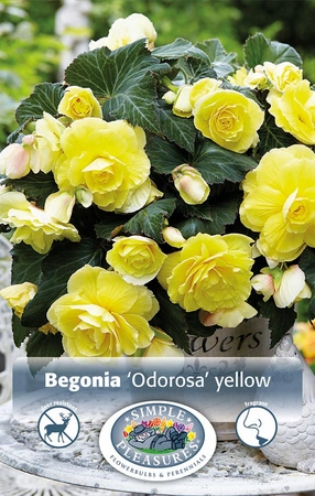 Begonias Odorosa Yellow | Capper 5 x 16