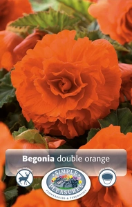 Begonias Orange | Capper 5 x 16