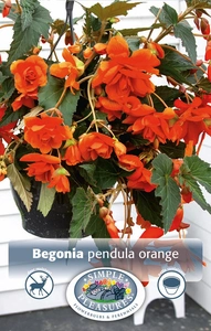 Begonias Orange | Capper 5 x 16