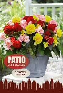 Begonias Patio Mix | Capper 5 x 16