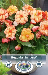 Begonias Picotee Sunburst | Capper 5 x 16