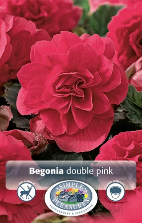 Begonias Pink | Capper 5 x 16