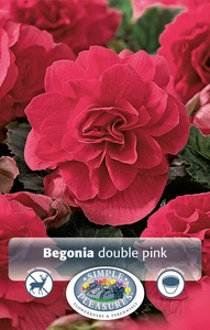 Begonias Pink | Capper 5 x 16