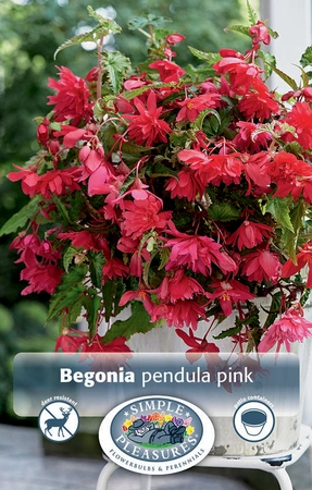 Begonias Pink | Capper 5 x 16