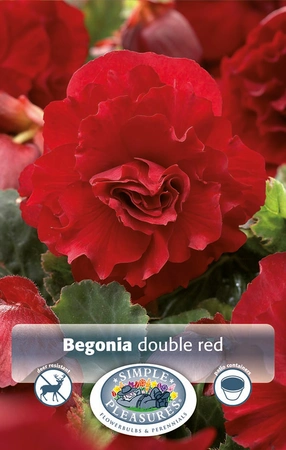 Begonias Red | Capper 5 x 16