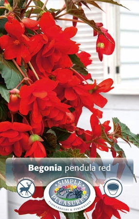 Begonias Red | Capper 5 x 16