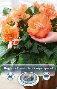 Begonias Ruffled Apricot | Capper 5 x 16