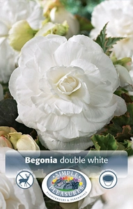 Begonias White | Capper 5 x 16