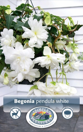 Begonias White | Capper 5 x 16