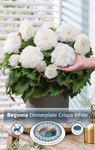 Begonias White | Capper 5 x 16