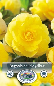 Begonias Yellow | Capper 5 x 16