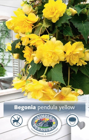 Begonias Yellow | Capper 5 x 16