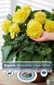 Begonias Yellow | Capper 5 x 16