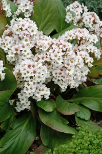 Bergenia Bressingham White