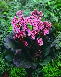 Bergenia Eden's Dark Margin