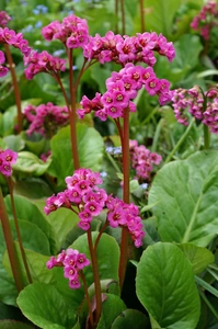 Bergenia Winterglow