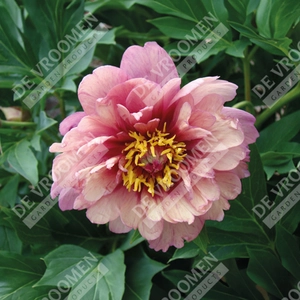 Paeonia Berry Berry Fine | 5 pce