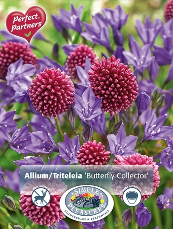 Blend Allium/Triteleia Butterfly Collector | Cappers 50 x 16