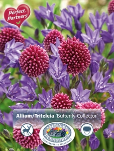 Blend Allium/Triteleia Butterfly Collector | Cappers 50 x 16