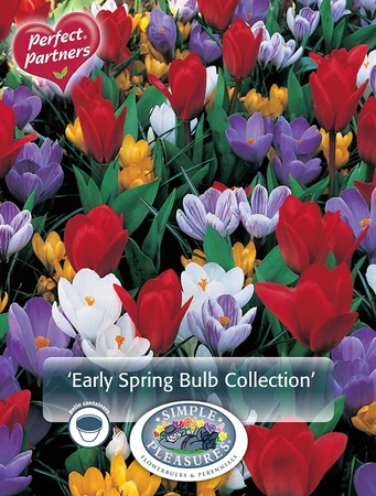 Blend Crocus/Tulipa Early Spring Bulb Collection | Cappers 30 x 16